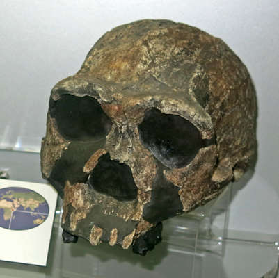 Homo ergaster