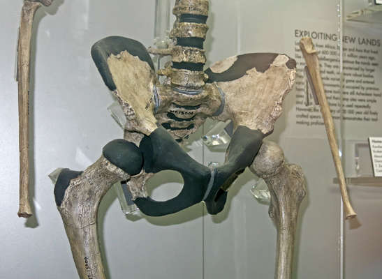 Homo ergaster