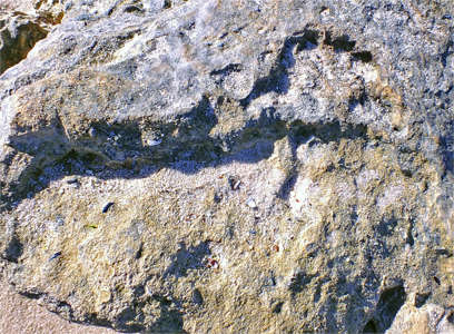 fossilised foot prints