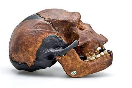 Homo heidelbergensis