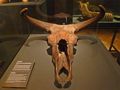 Aurochs skull