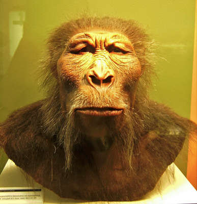 Australopithecus boisei