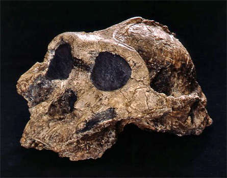 Australopithecus boisei