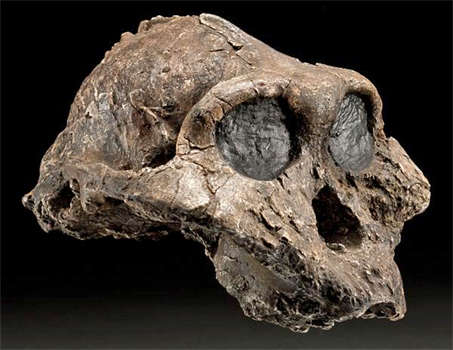 Australopithecus boisei