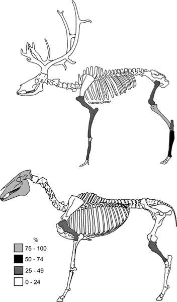 Vogelherd bone count