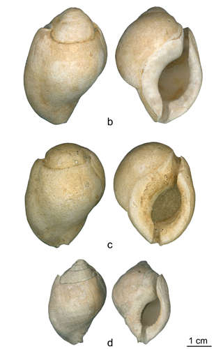 Neanderthal shell