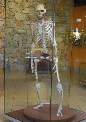 erectus skeleton