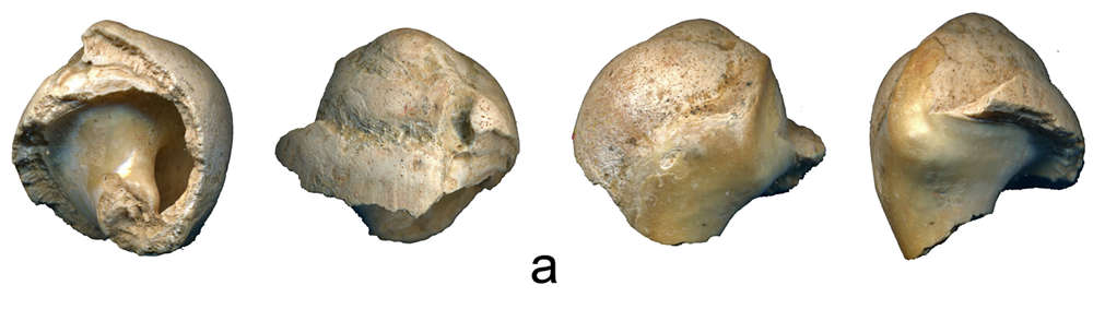 Neanderthal shell