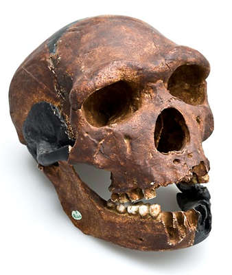 Homo heidelbergensis