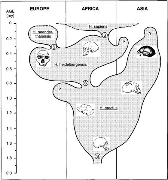 Heidelbergensis tree