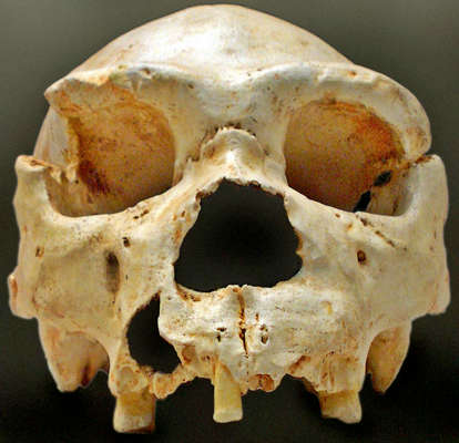 Homo heidelbergensis