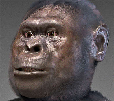 Australopithecus afarensis