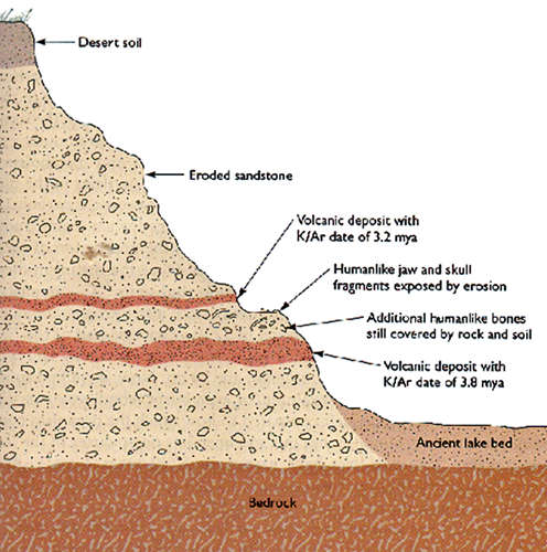 Lucy - Australopithecus afarensis soil profile