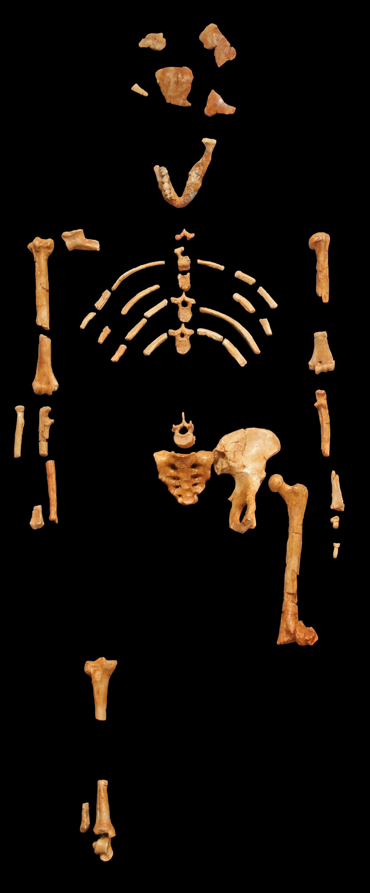 Australopithecus Afarensis Skeleton