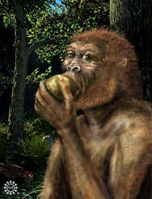Australopithecus boisei