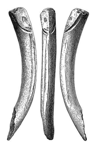 placard bone