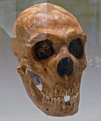 Neanderthal reconstruction