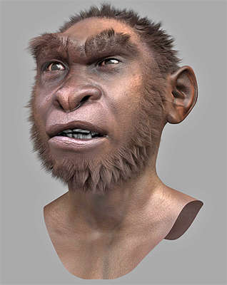 Homo erectus reconstruction