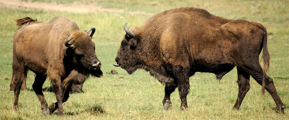 European Bison