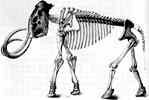 mammoth skeleton