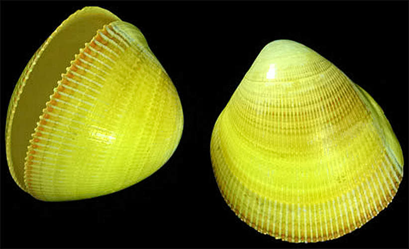 Modern pecten