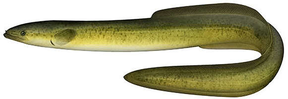 Long finned eel