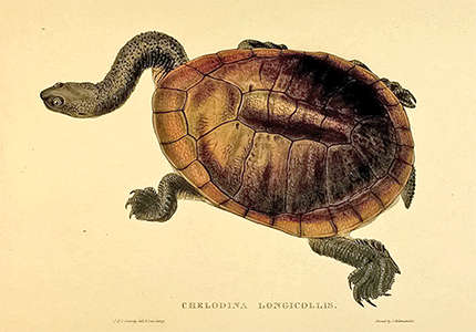Long necked turtle