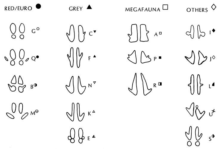 macropod tracks