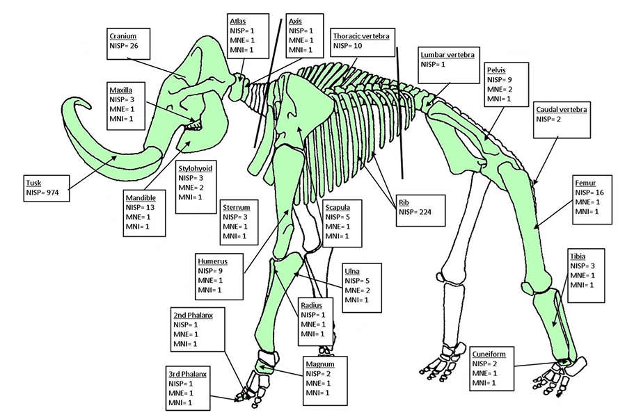 mammoth skeleton