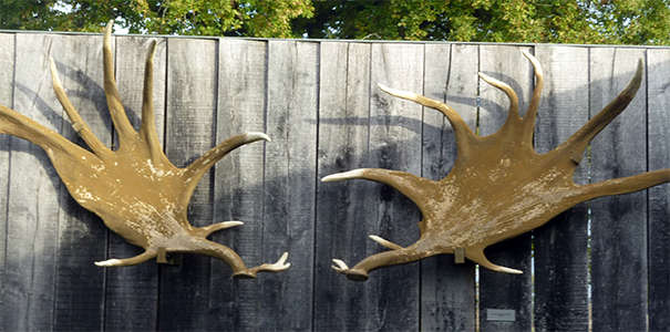 Pair-non-Pair megaloceros