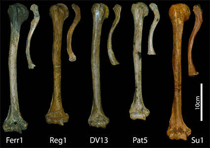 neandertal and sapiens bones