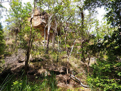Pine Tree Creek