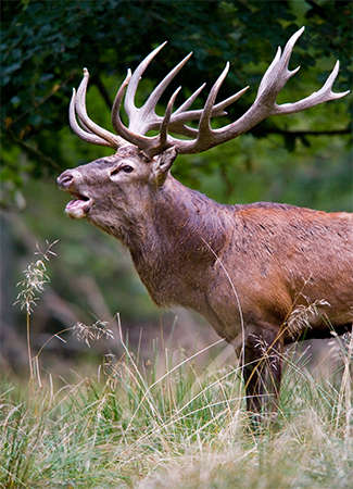 Red Deer