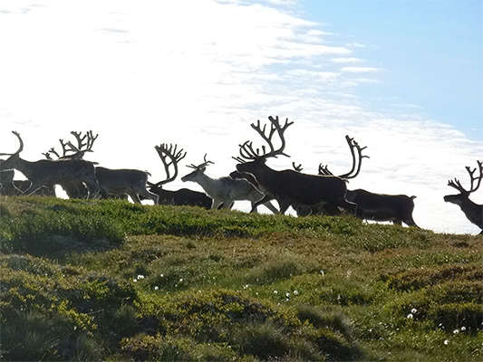 Reindeer on skyline