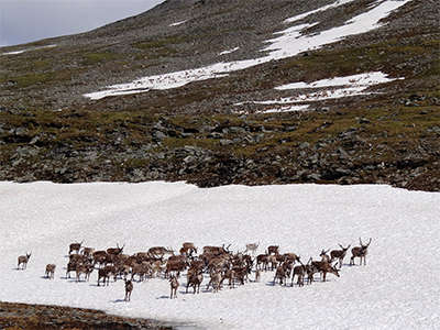 Reindeer on snow