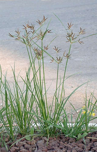 nut grass