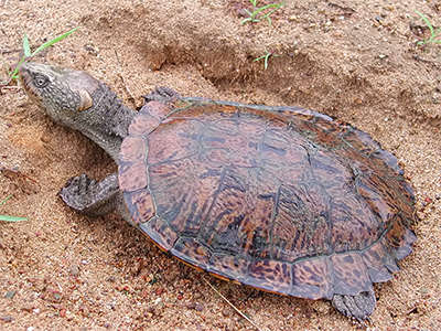 short necked turtle range