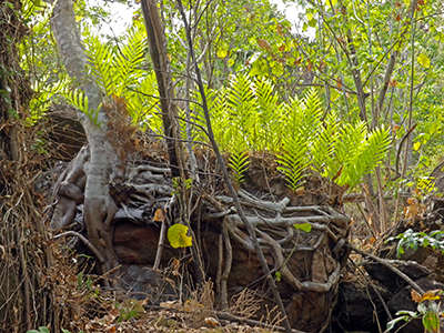 Yam Camp and Shepherd Creek