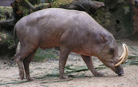 Sulawesi babirusa