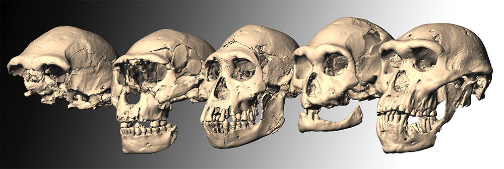 all the skulls
