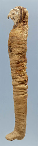 falcon mummy