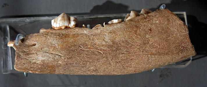 engraved mandible