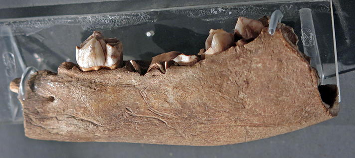 engraved mandible