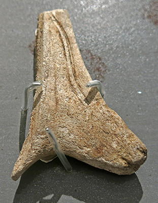 engraved mandible