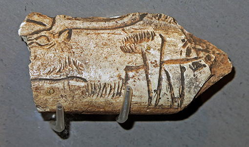 engraved reindeer on bone