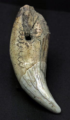 bear tooth engraving