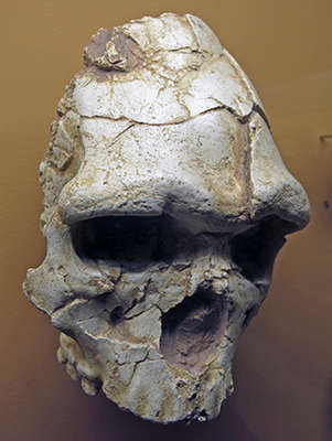 Tautavel erectus