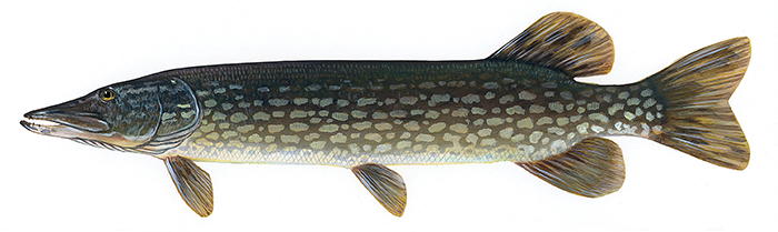 pike