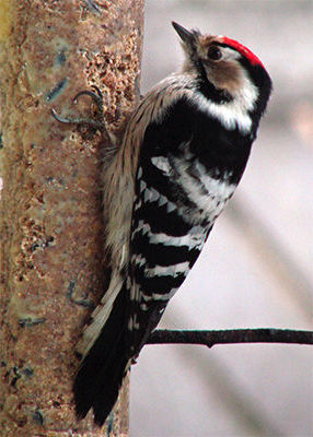  woodpecker