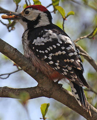  woodpecker
